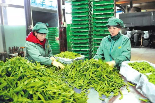 加速發展 急速提檔 玉溪電子商務譜寫創新轉型與農業信息咨詢融合新篇章